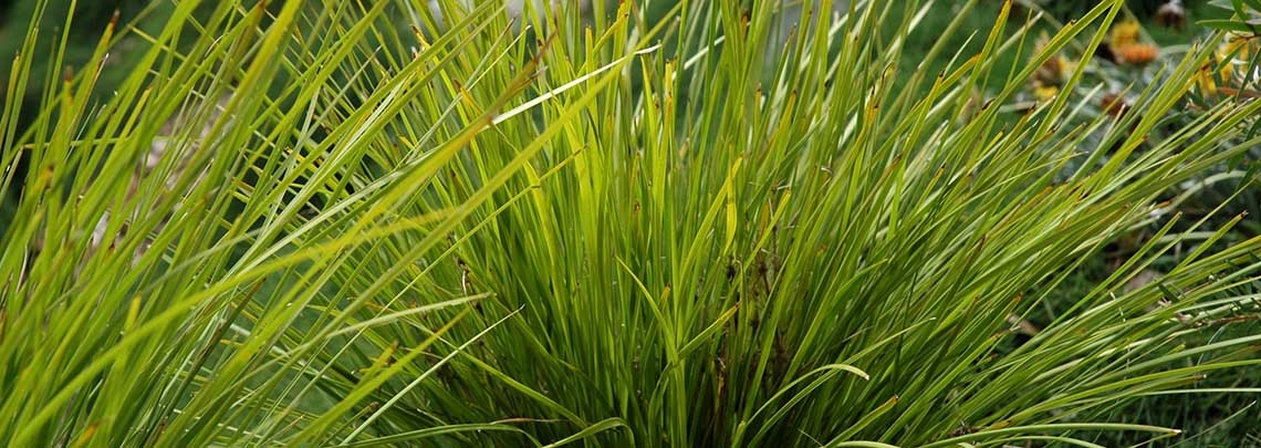 Lomandra Lime Tuff bann.jpg